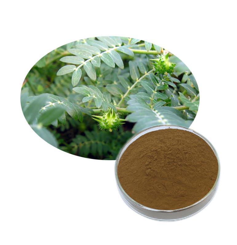 刺蒺藜提取物 刺蒺藜提取物