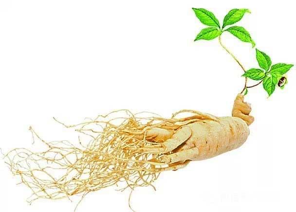 人參提取物 人參提取物