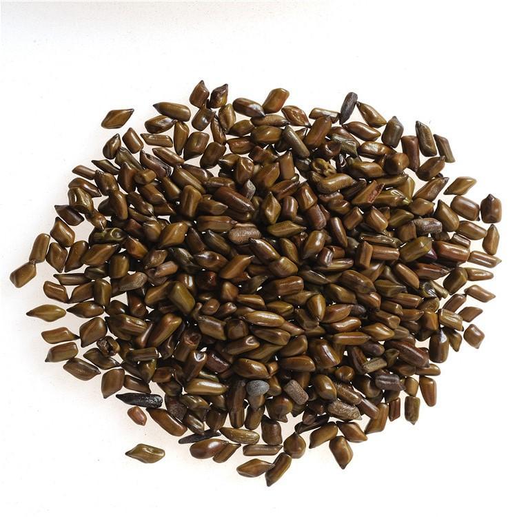 決明子提取物 決明子提取物