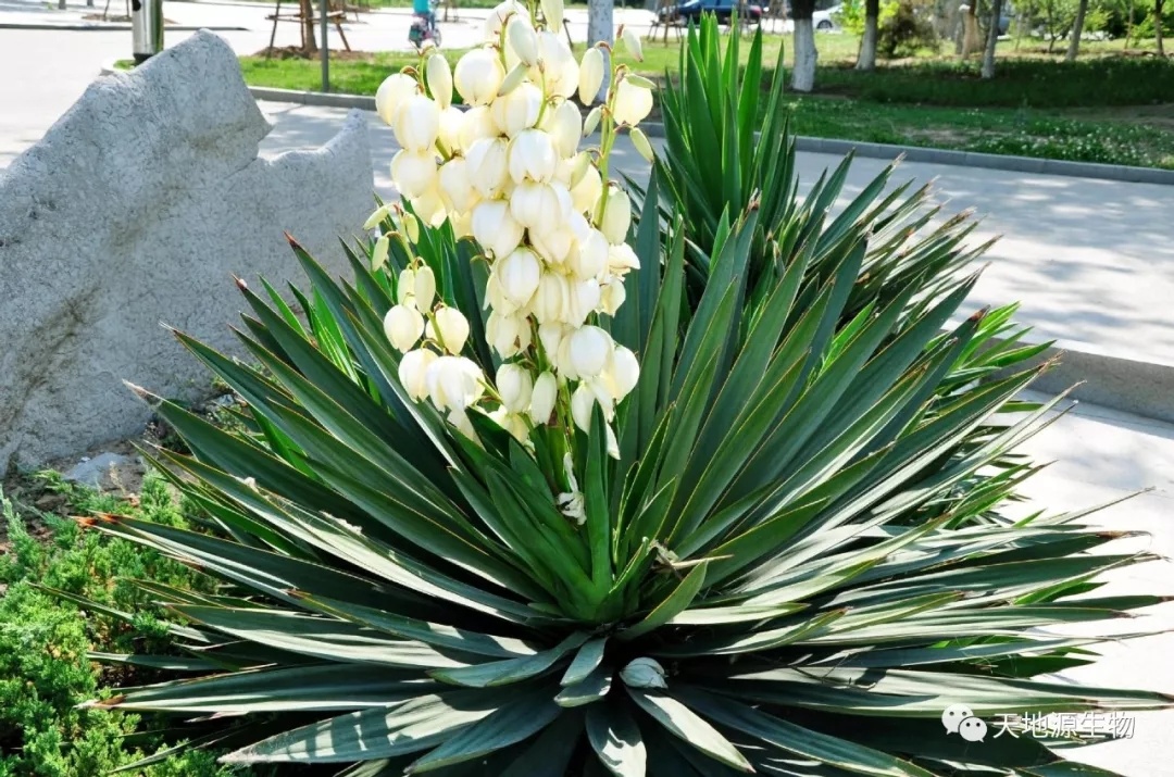 純植物飼料添加劑——絲蘭提取物 純植物飼料添加劑——絲蘭提取物