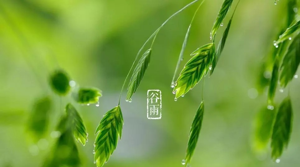 喝一碗谷雨茶,與春天告别丨天地源綠茶提取物現貨供應 喝一碗谷雨茶,與春天告别丨天地源綠茶提取物現貨供應