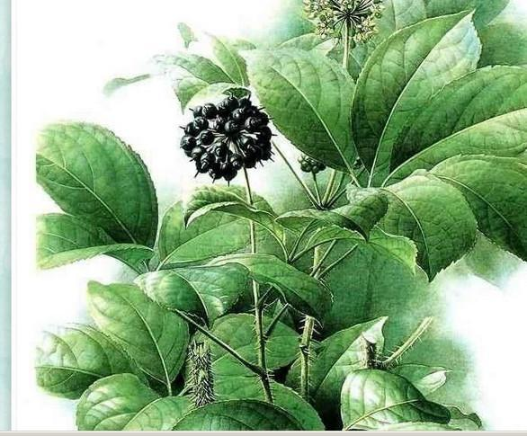 有機刺五加提取物 有機刺五加提取物