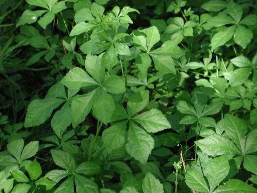 有機刺五加提取物 有機刺五加提取物