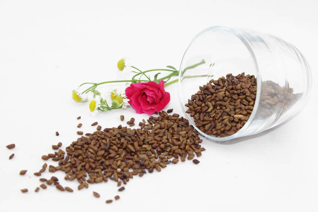 決明子提取物 決明子提取物