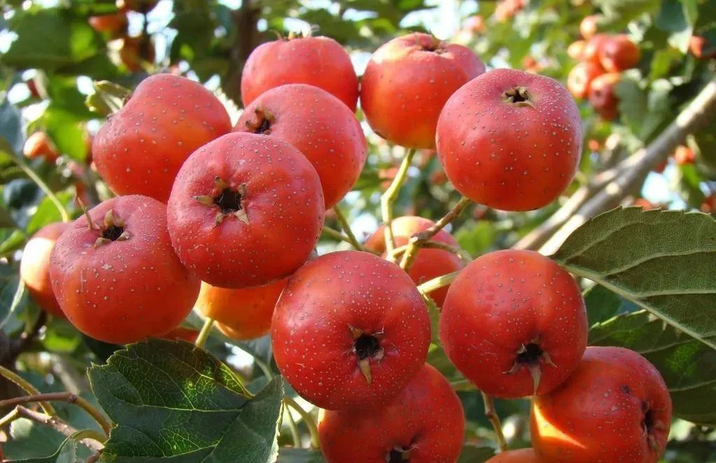 山楂在飼料資源中的開(kāi)發(fā)利用 山楂在飼料資源中的開(kāi)發(fā)利用