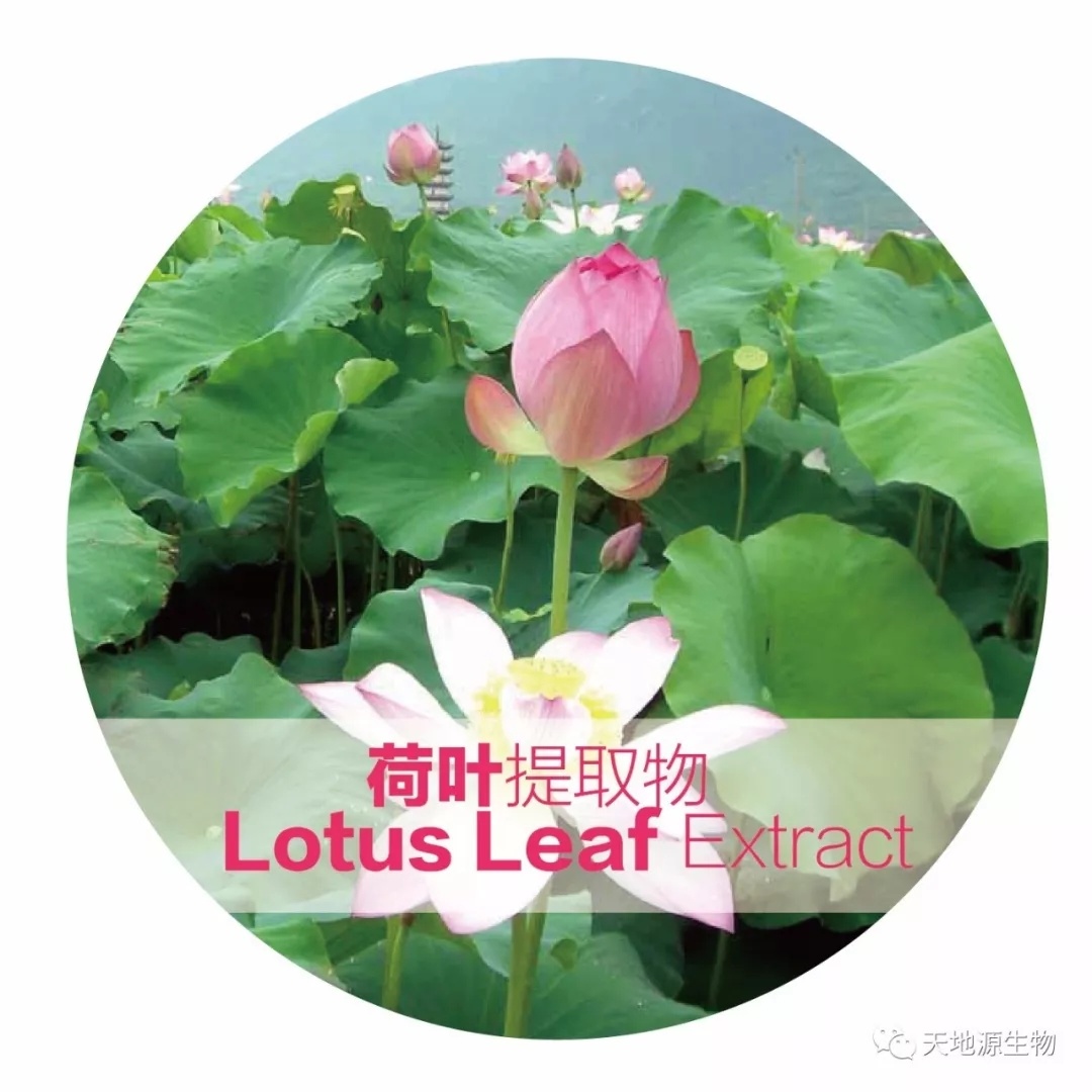 天地源生物荷葉提取物,邀您享“瘦”一“夏” 天地源生物荷葉提取物,邀您享“瘦”一“夏”