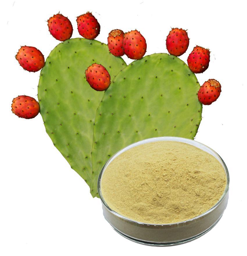 仙人掌提取物 仙人掌提取物