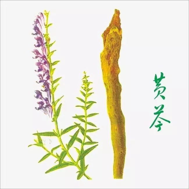 黃芩提取物 黃芩提取物