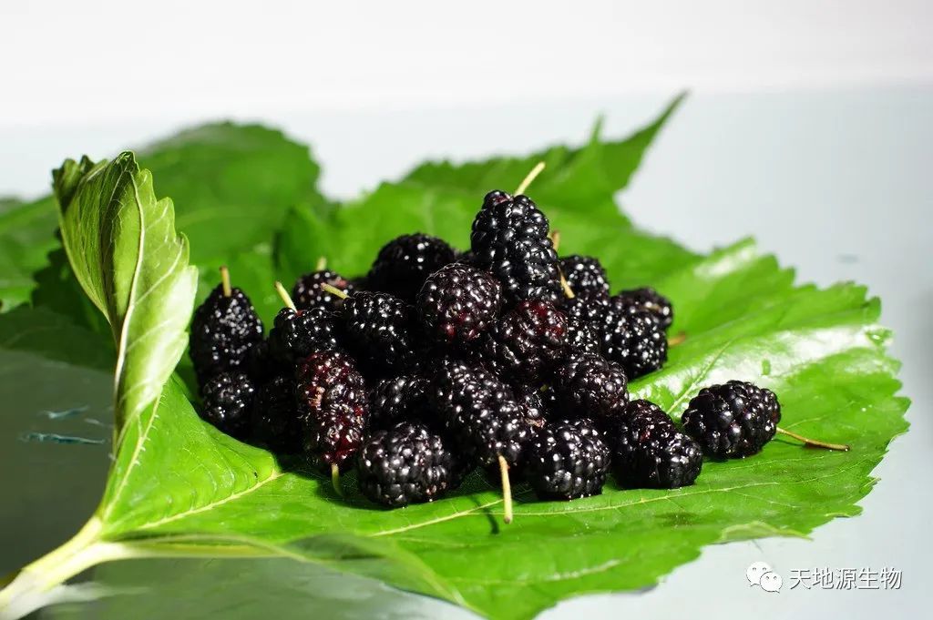 正當食令，桑葚飄香丨天地源生物桑葚果粉優質供應