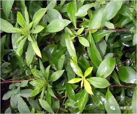 全水溶番瀉葉提取物丨天地源現貨供應 全水溶番瀉葉提取物丨天地源現貨供應