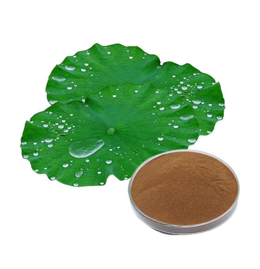 荷葉提取物 荷葉提取物