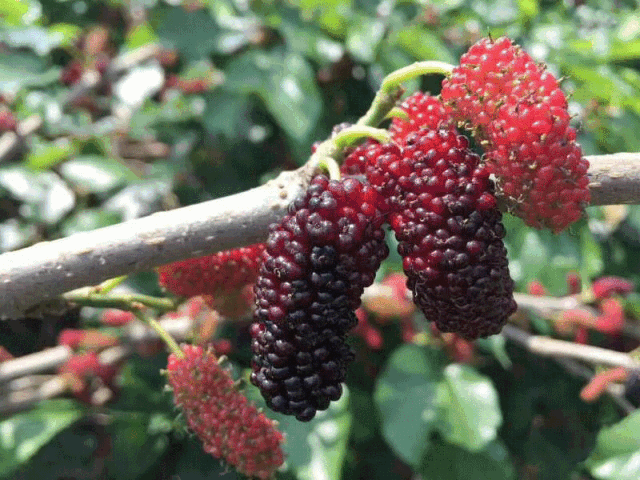 歡迎采購 歡迎采購