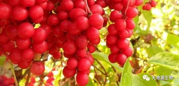 五味子提取物在畜牧業上的應用 五味子提取物在畜牧業上的應用